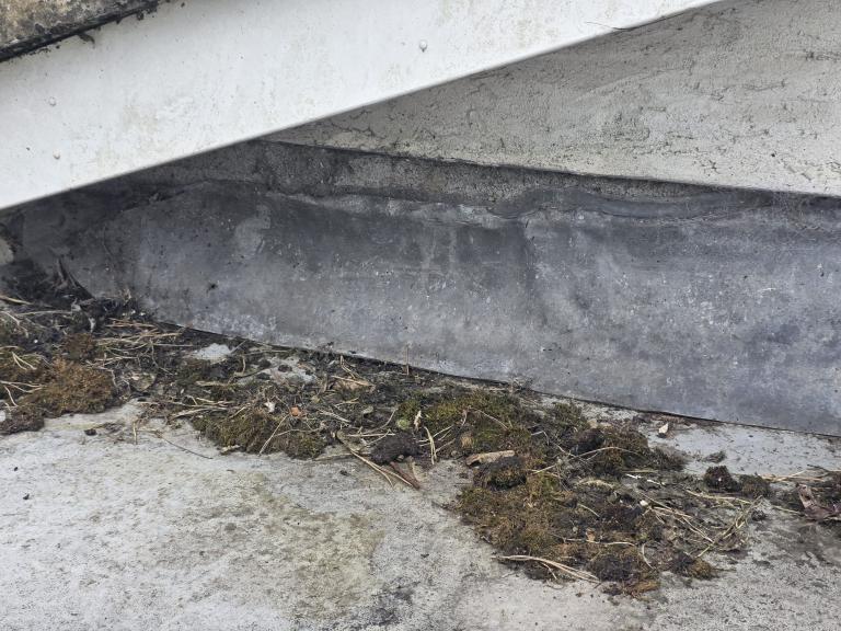 Larger patches of moss showed drainage problems were ongoing