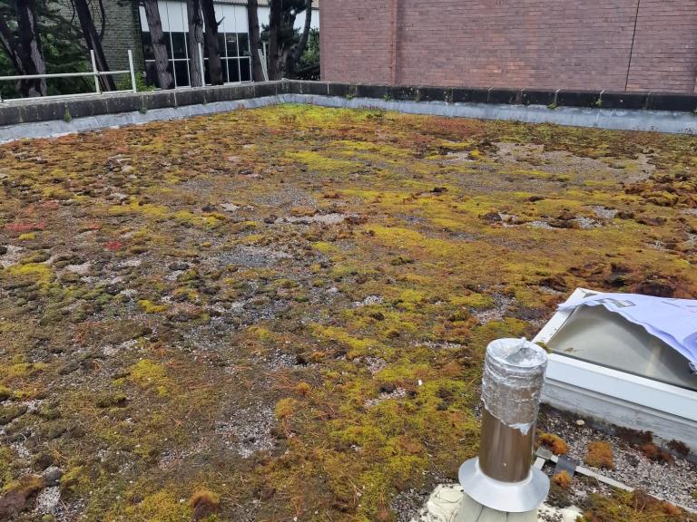 Another very mossy area!