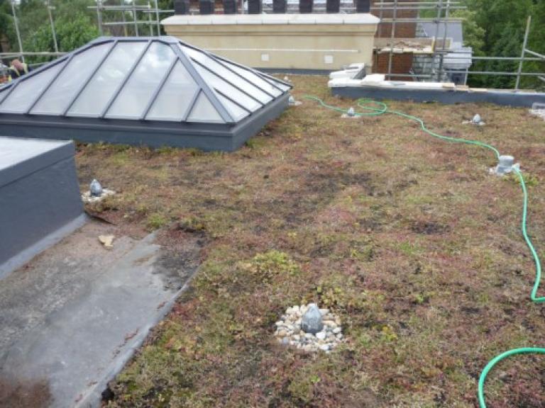 The Sri Lankan High Commission's new Living Sedum Roof in St Johns Wood London