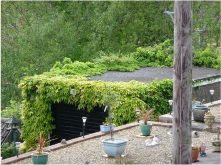 Overgrown garage flat roof in Newport in need of refurbishment